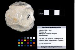 Foto (Objekt + Etikett) von Pithonoton sp.  (NHMW-GEO-1990-0041-3988)